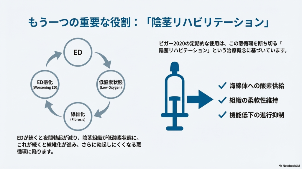 「陰茎リハビリテーション」という考え方

EDが続くと、夜間勃起が減り、陰茎海綿体は低酸素状態になります。
これが続くと線維化が進み、さらに勃起しにくくなる悪循環に陥ります。

ビガー2020を定期的に使用することで、

海綿体への酸素供給

組織の柔軟性維持

機能低下の進行抑制

が期待されます。

これは海外で
Penile Rehabilitation（陰茎リハビリテー